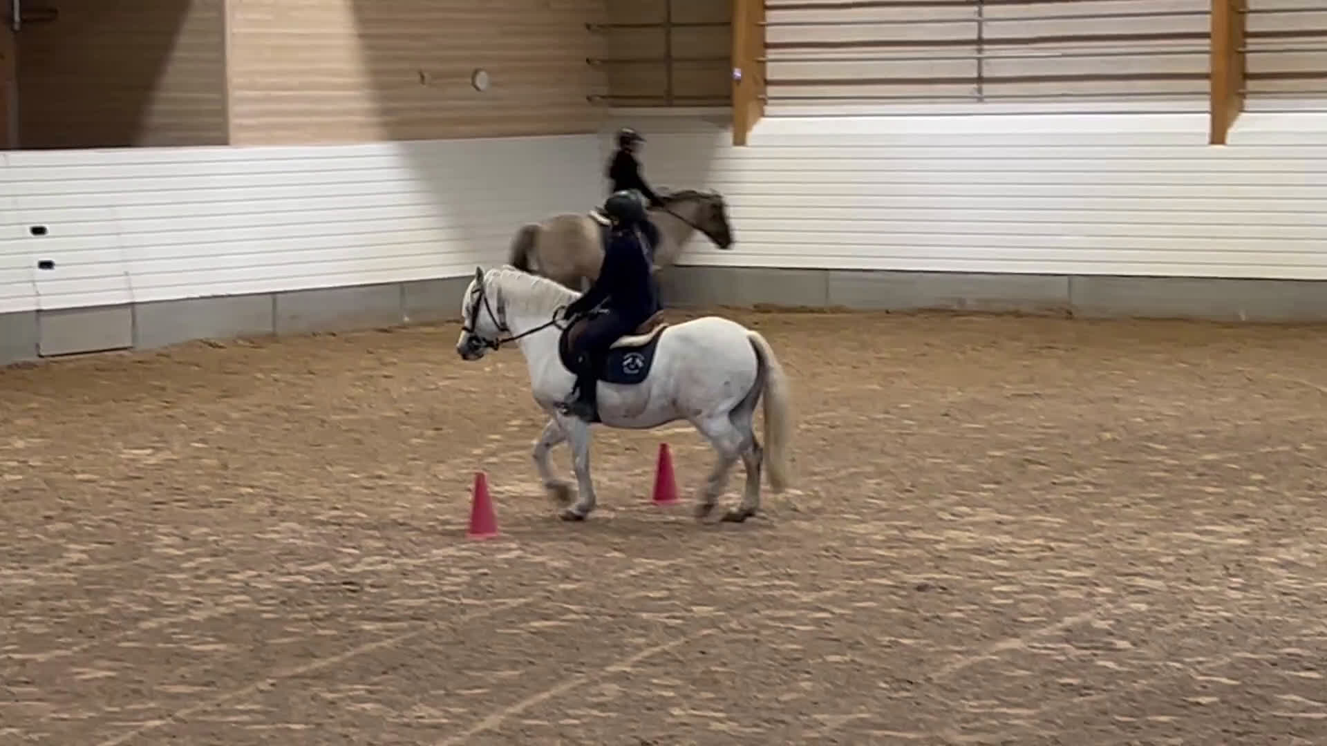  foderhäst sökes: Foderponny sökes - Video 4