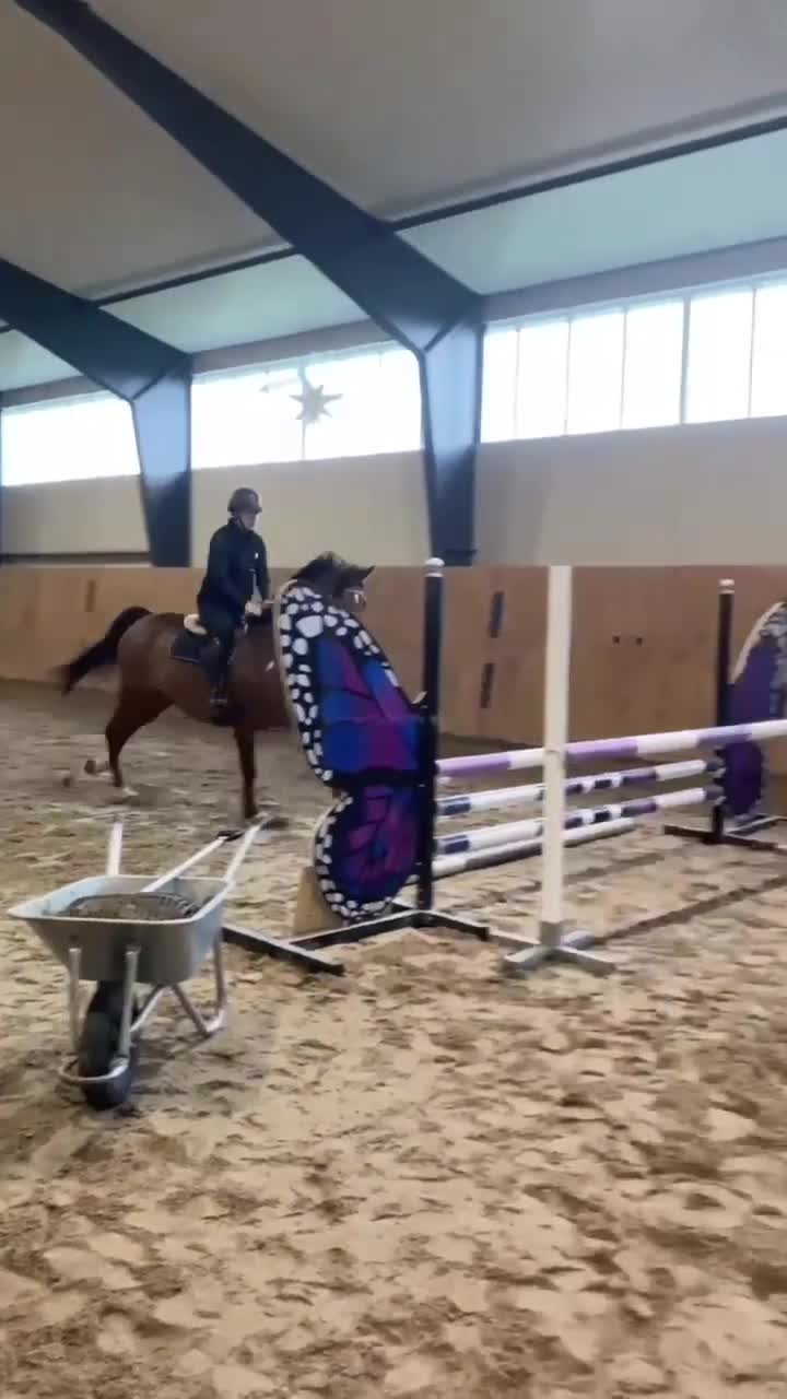 Hoppning hästar till salu: Snygg Valack  - Video 2