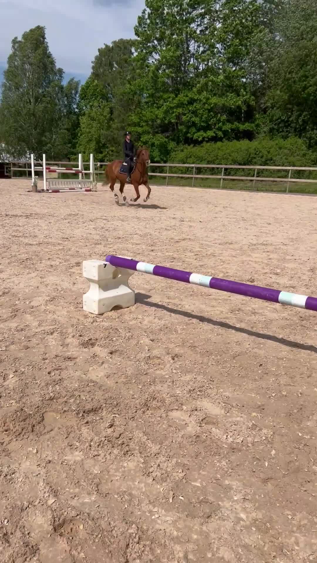 Övrigt hästar till salu: Rehab, läromästare  - Video 2
