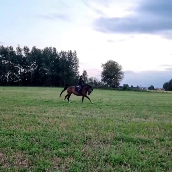 Dressyr hästar till salu: Fint sto e. Suarez - Cortez  - Video 2