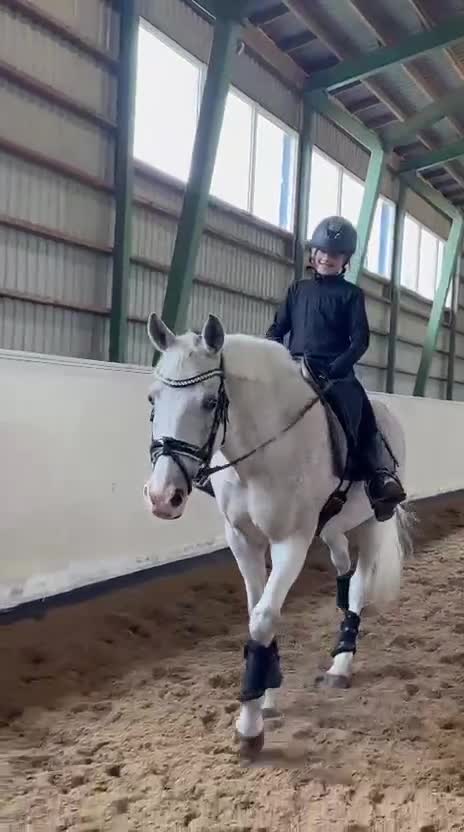 Dressyr hästar till salu: FEI DRESSAGE SCHOOLMASTER PONY for sale - Video 1
