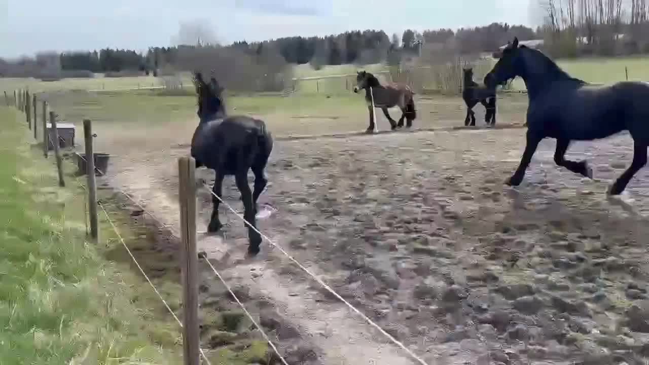 Allround hästar till salu: Frieser åring i Hallstavik - Video 1