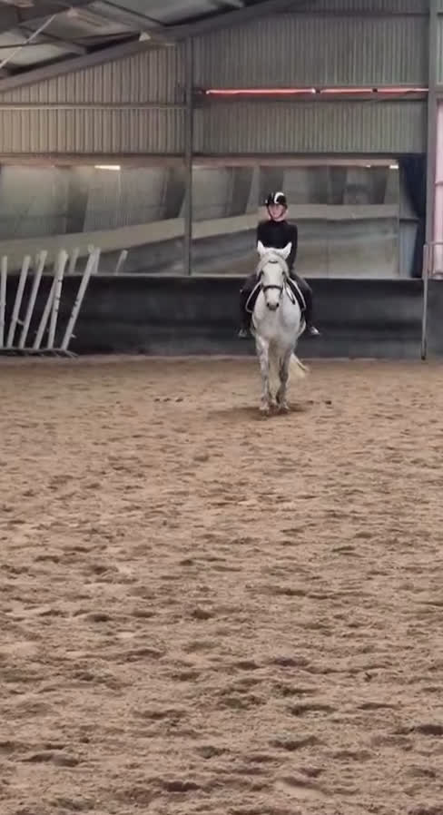 Allround hästar till salu: Vacker skimmel söker nytt hem - Video 3