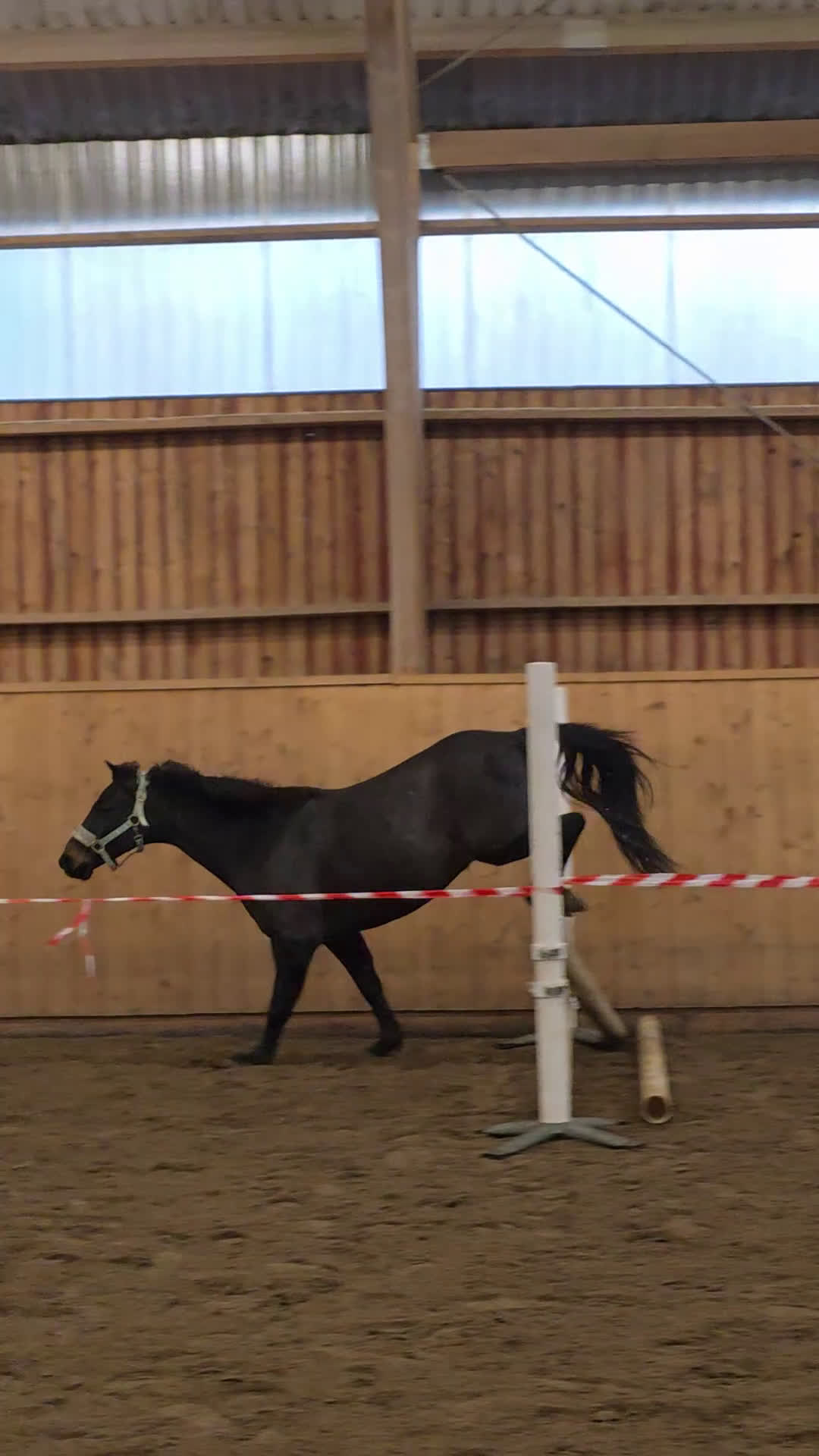 Hoppning hästar till salu: Berry - din nästa stjärna ☆ i Kungsör - Video 1