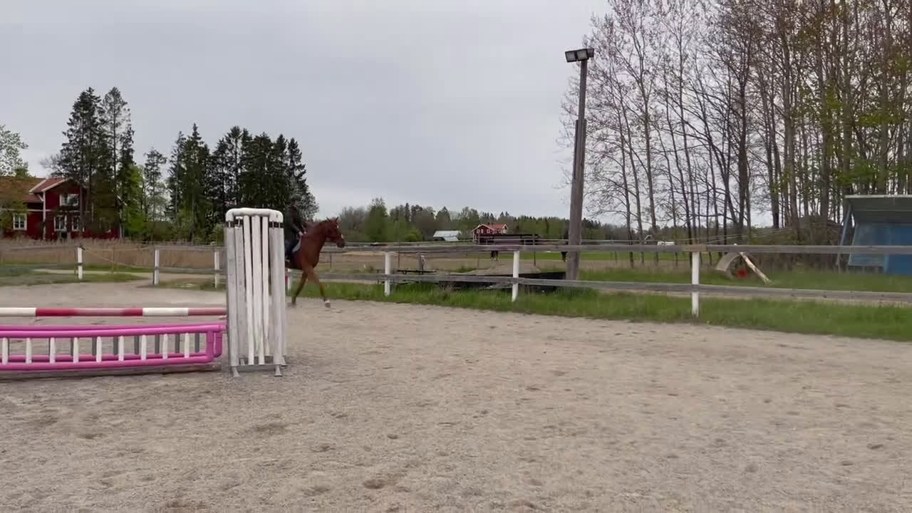 Hoppning hästar till salu: Grön 7 åring med toppstam! - Video 1