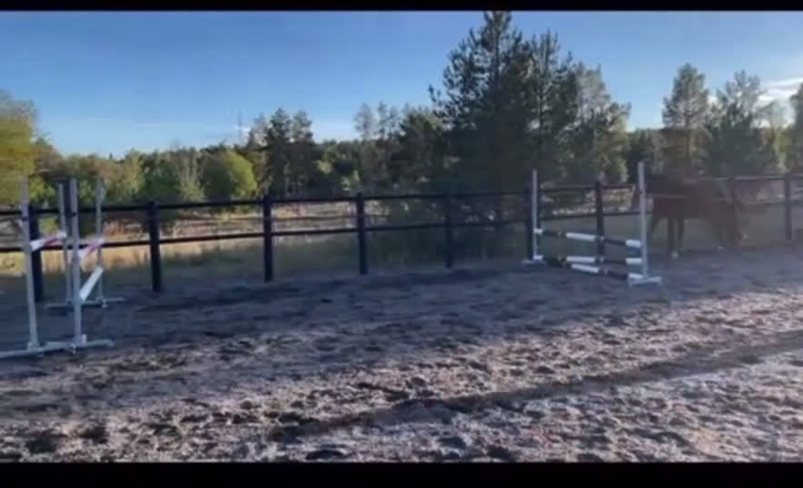  medryttarhäst finnes: Erfaren medryttare till häftig Swb hopp/dressyr i Västerhaninge - Video 2
