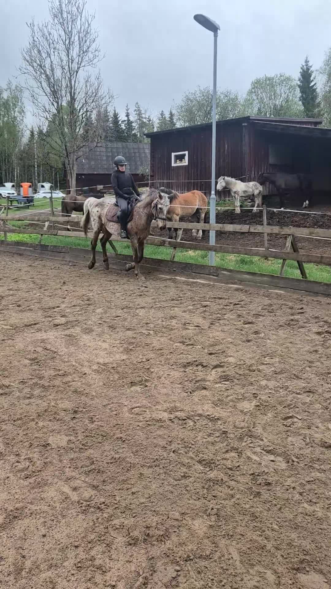 Allround hästar till salu: Läromästare och gentleman - Video 2