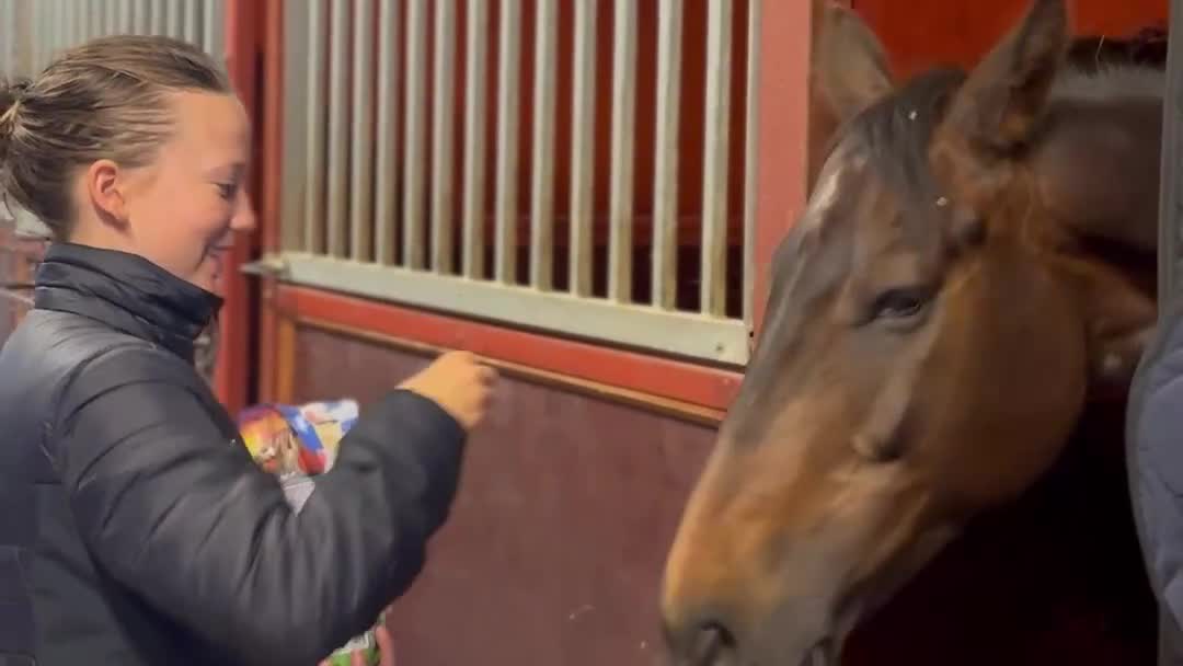 Hoppning hästar till salu: Erfaren D-ponny med vinster upp till 110 cm - Video 4
