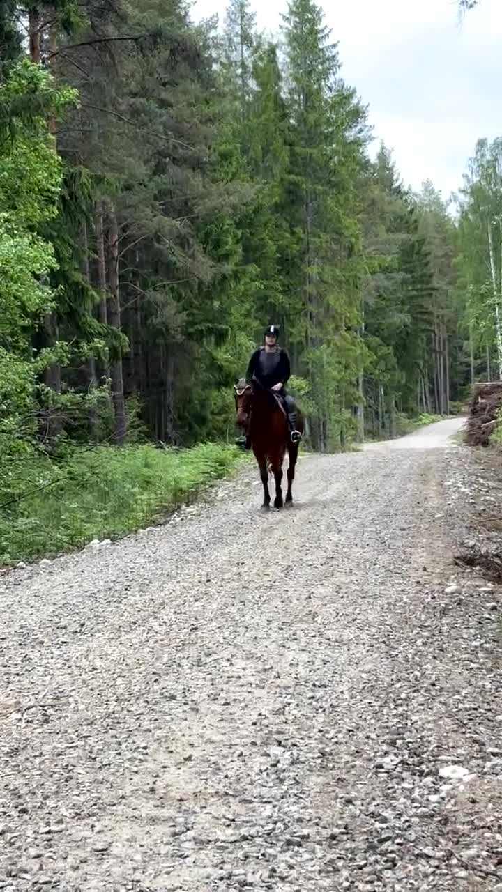 Allround hästar till salu: Trygg och okomplicerad 9-årig varmblodsvalack i Laxå - Video 2