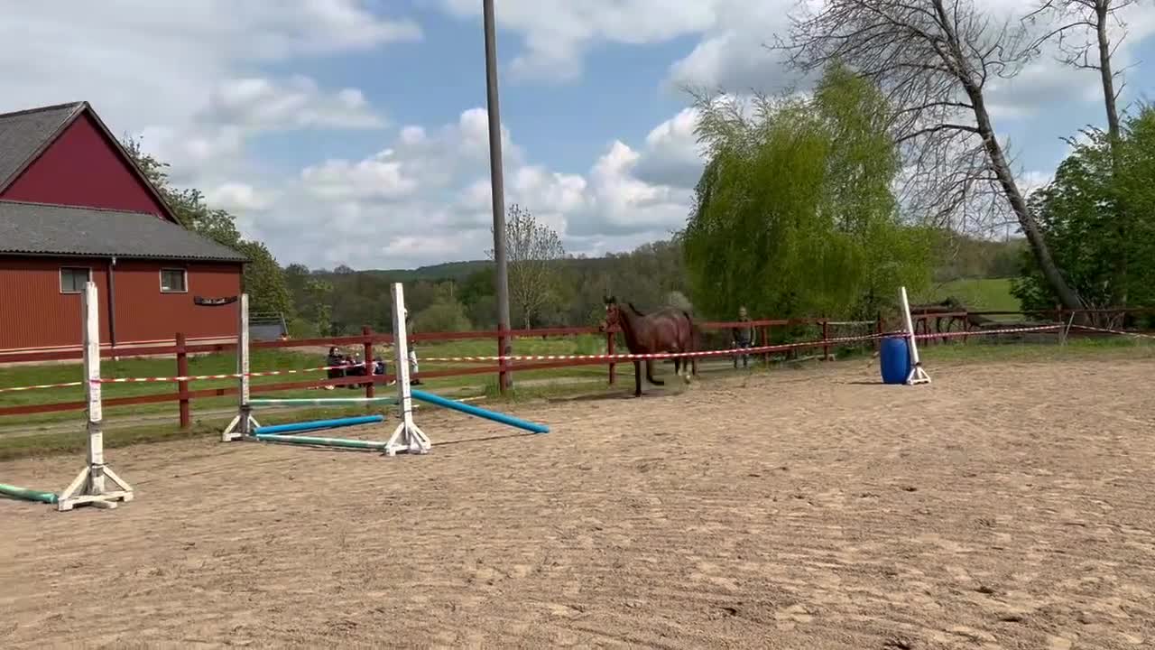 Hoppning hästar till salu: 3 åring SWB för framtiden  - Video 1