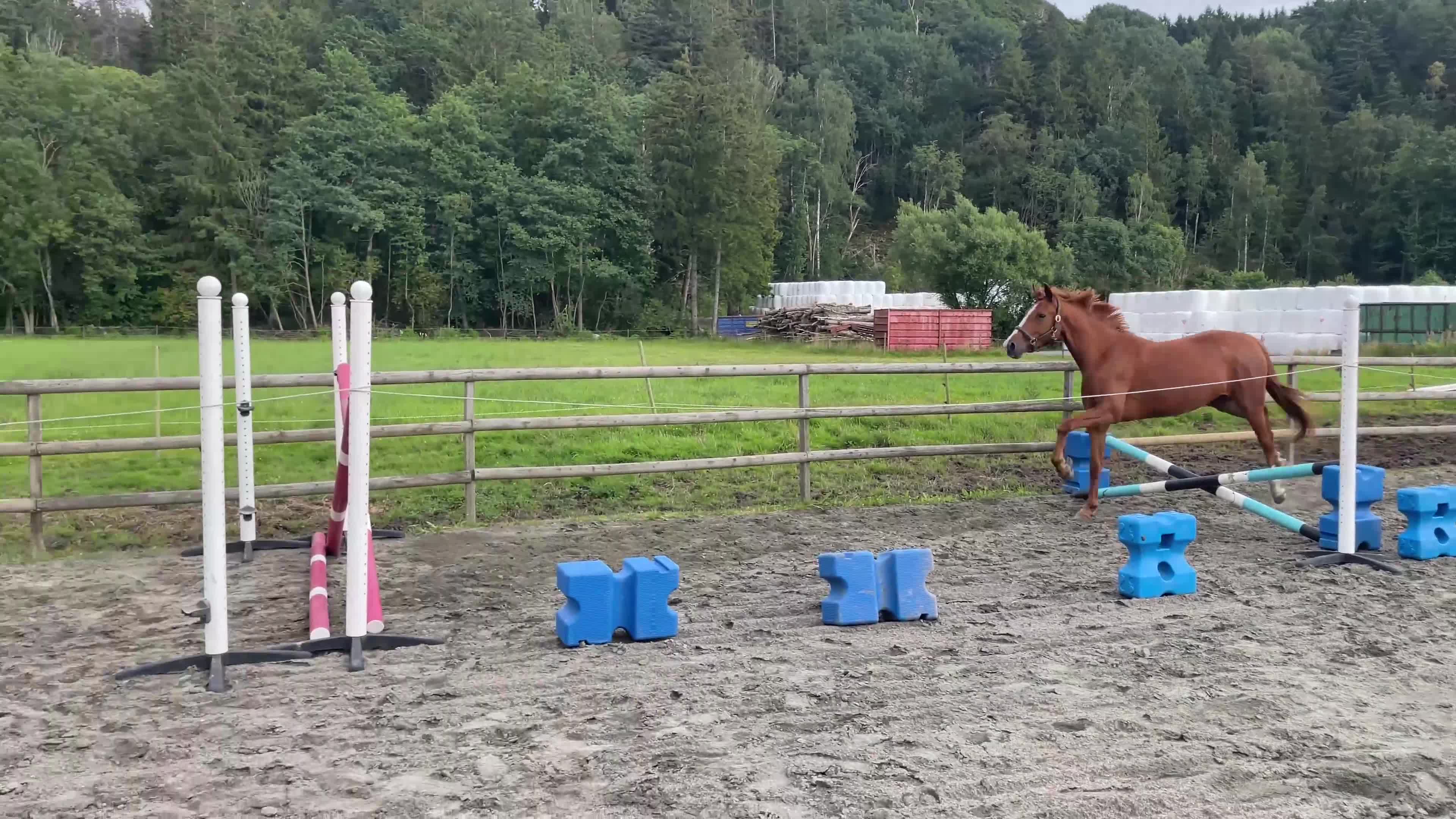 Allround hästar till salu: Trevlig 5åring säljes✨ i Perstorp - Video 2