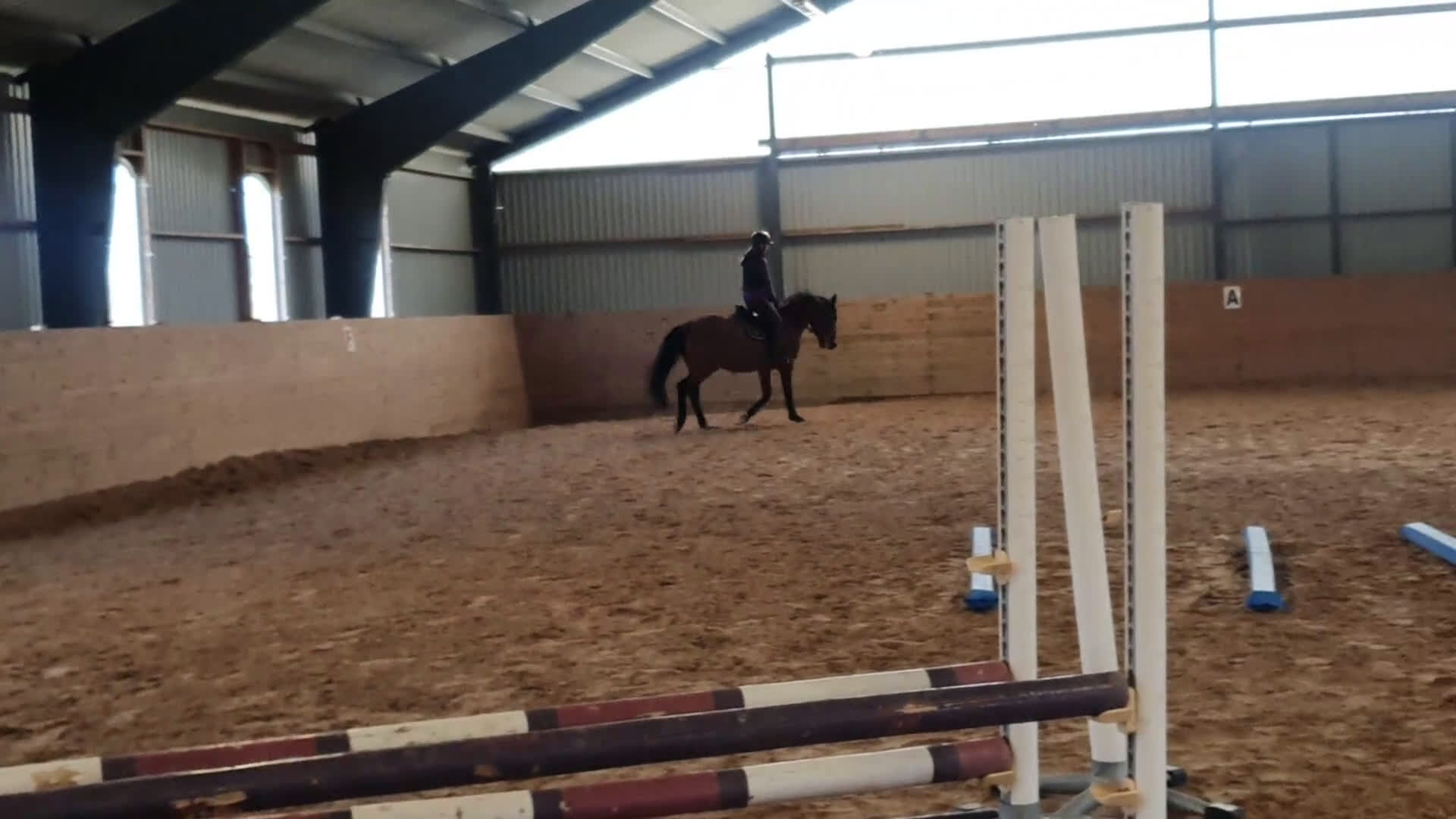 Allround hästar till salu: En bästa vän - Video 1