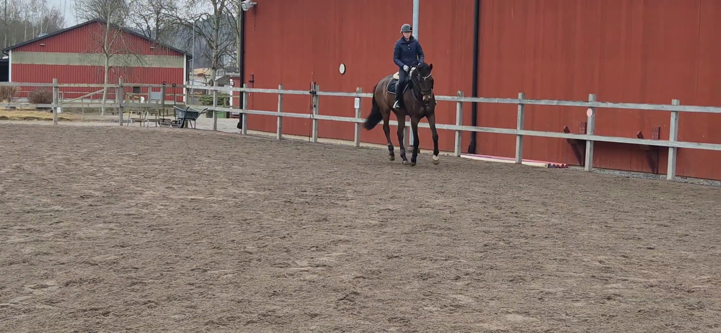 Allround hästar till salu: Trevlig & personlig kille - Video 3