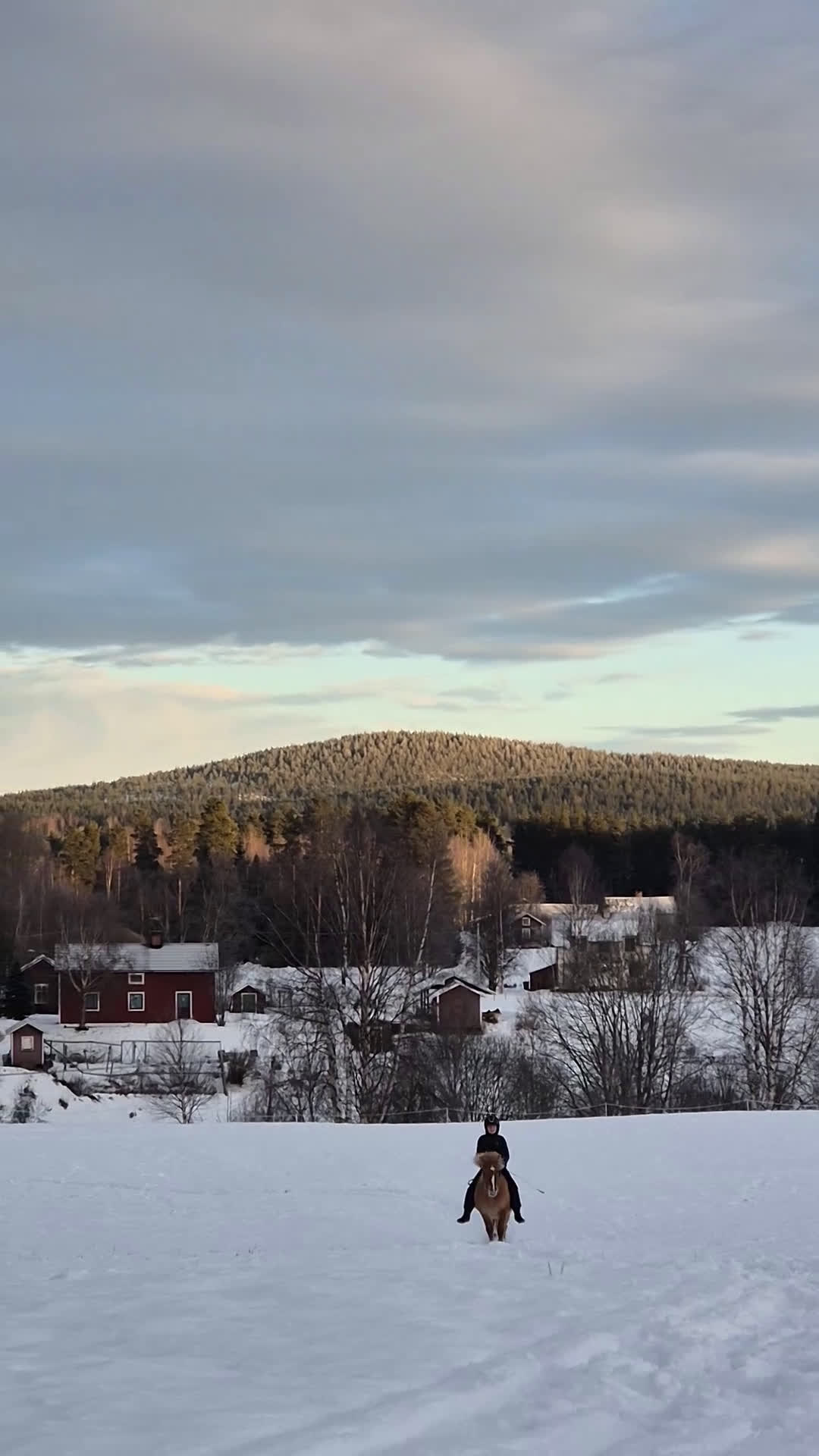 Island hästar till salu: Ester från Röja  - Video 1