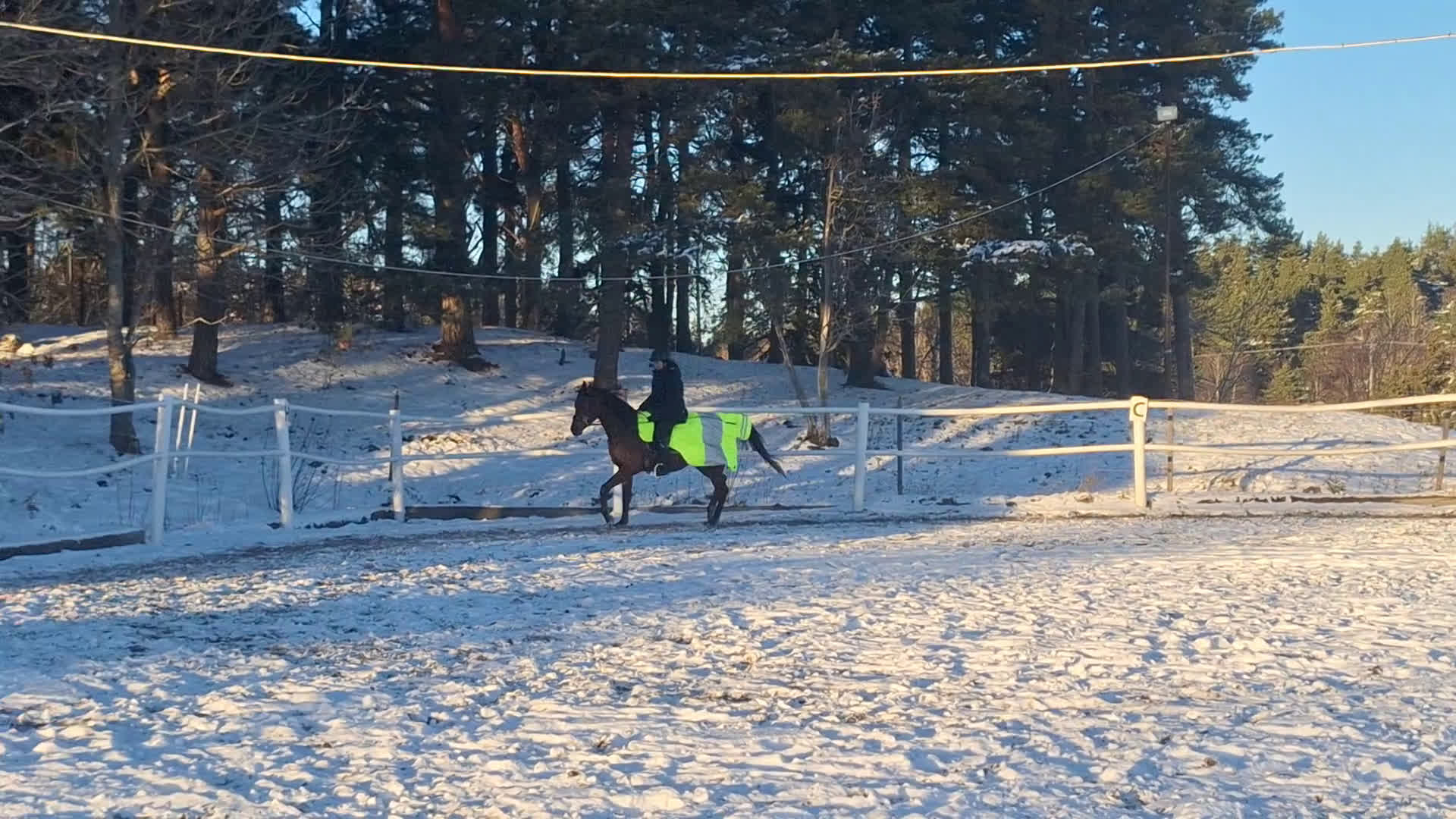 Allround hästar till salu: Valack för sport eller hobbyridning - Video 2
