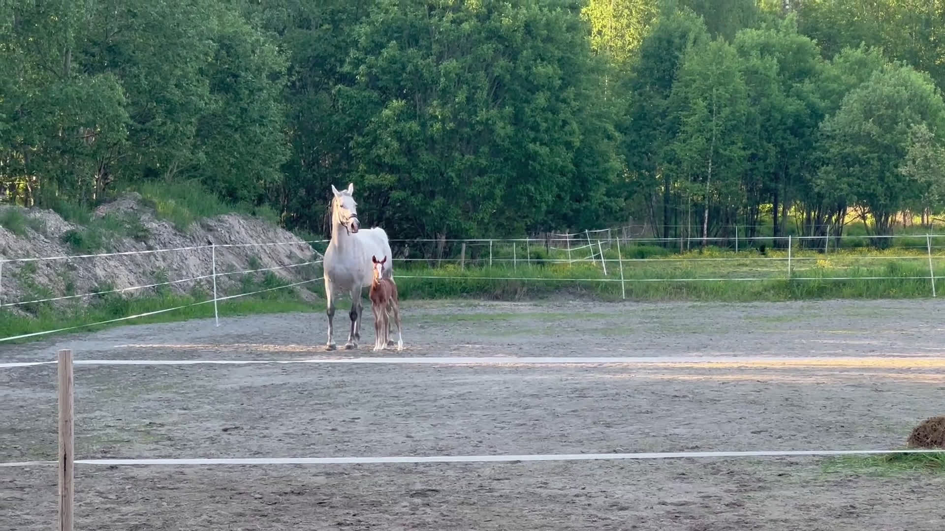 Allround hästar till salu: Once in a lifetime sto, hem viktigare än pris - Video 2