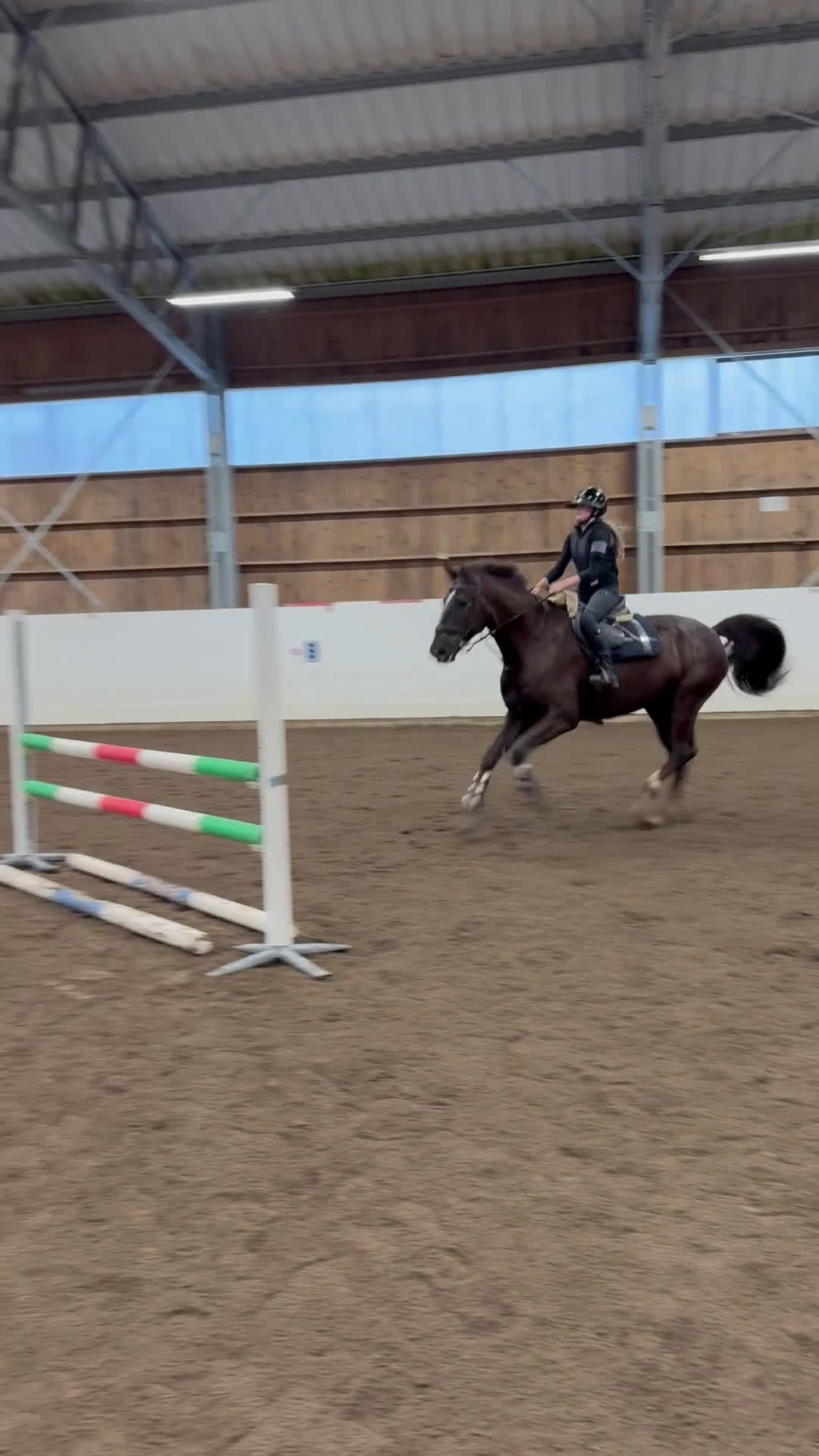 Allround hästar till salu: Positiv och social 8-åring - Video 1