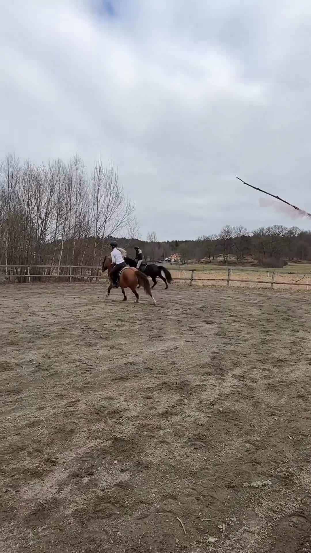 Dressyr hästar till salu: Fantastisk ungponny - Video 2