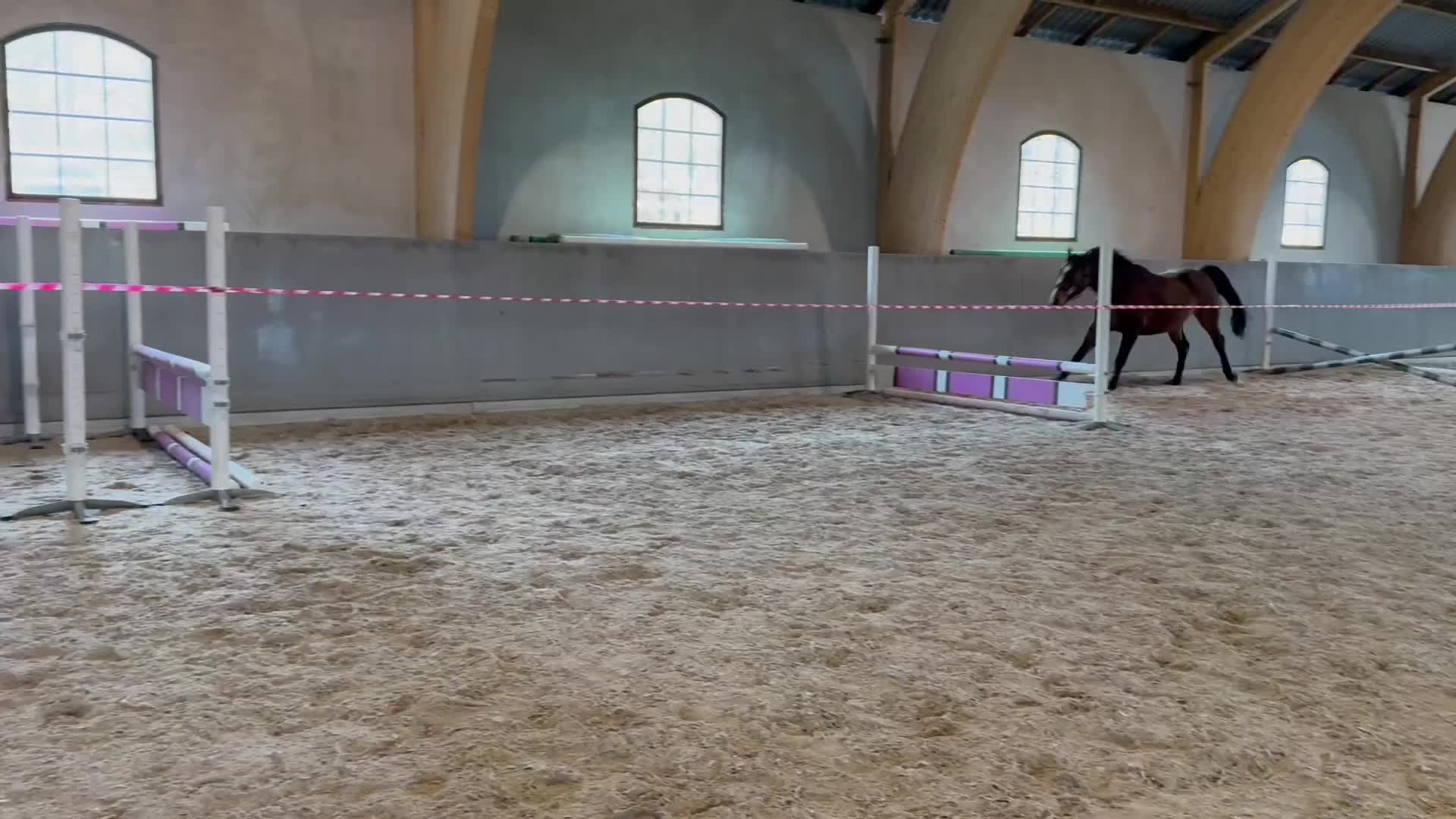 Hoppning hästar till salu: Välstammade SWB valacker - Video 1