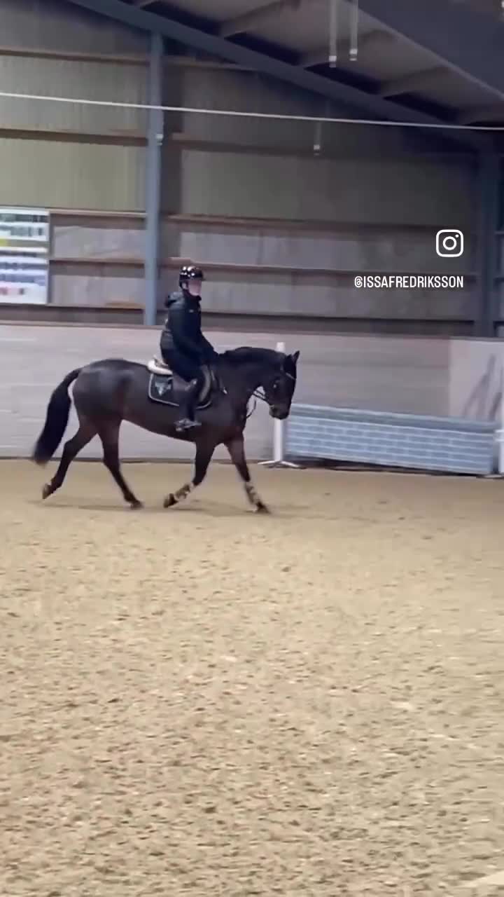 Hoppning hästar till salu: Snäll och social ponny med potential - Video 1