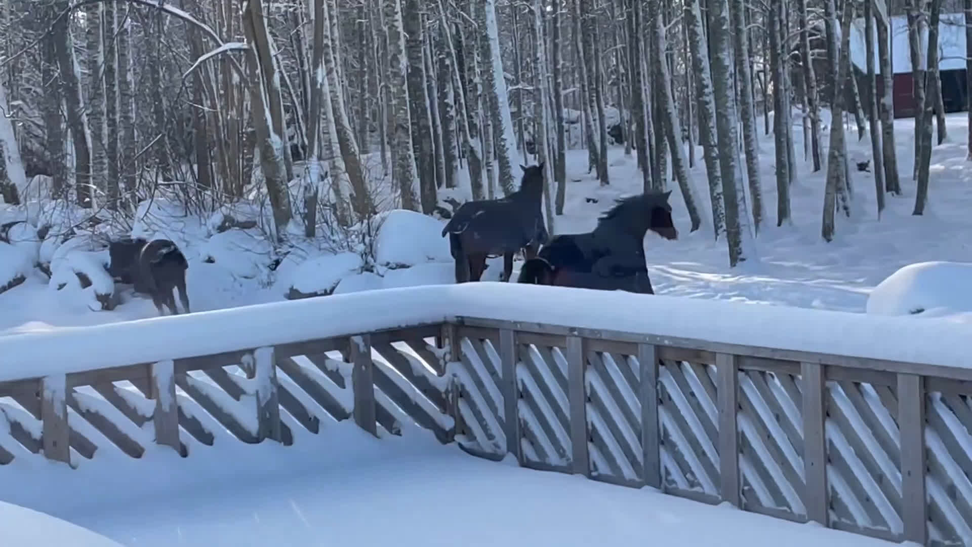 Allround hästar till salu: En diamant utöver det extra 🤩 - Video 1