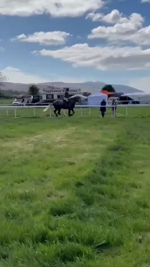 Allround hästar till salu: Irish Draught gelding 168cm - Video 2