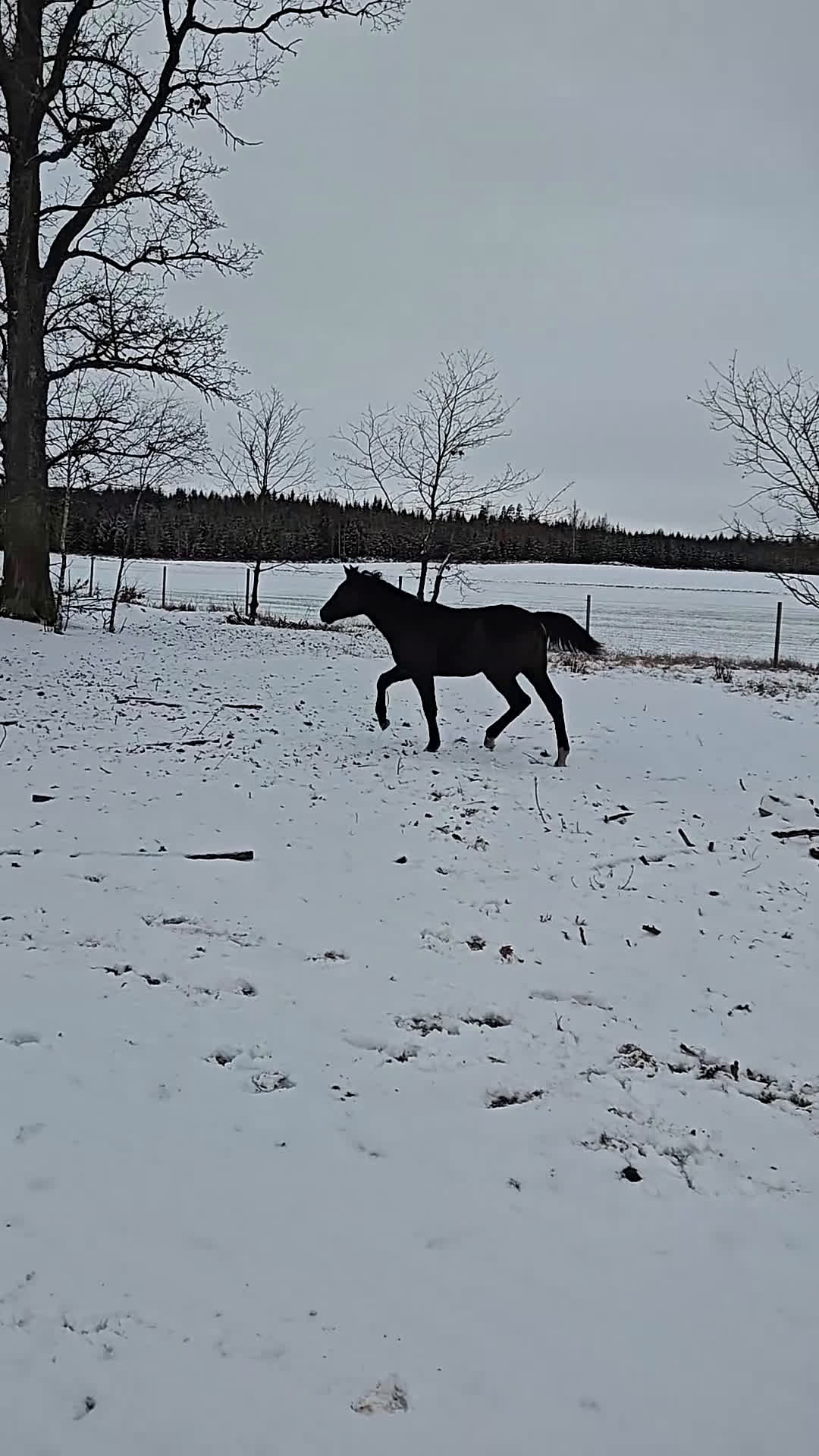 Hoppning hästar till salu: Socialt stoföl e. A magic twist - Video 1