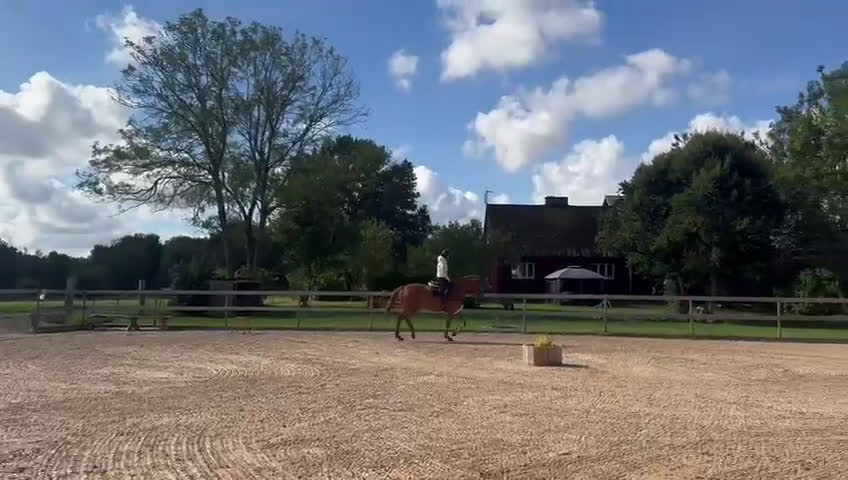 Hoppning hästar till salu: FYNDA TÄVLINGSHÄST i Ekeby - Video 1