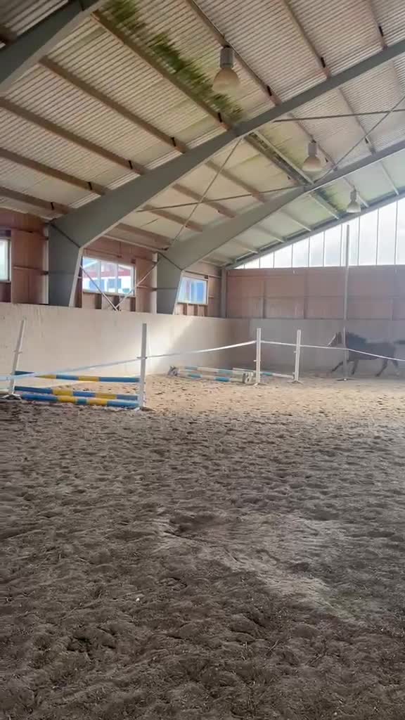 Hoppning hästar till salu: SAMARBETE/FÖRSÄLJNING HOPPSTO FÖDD 2024 - Video 3