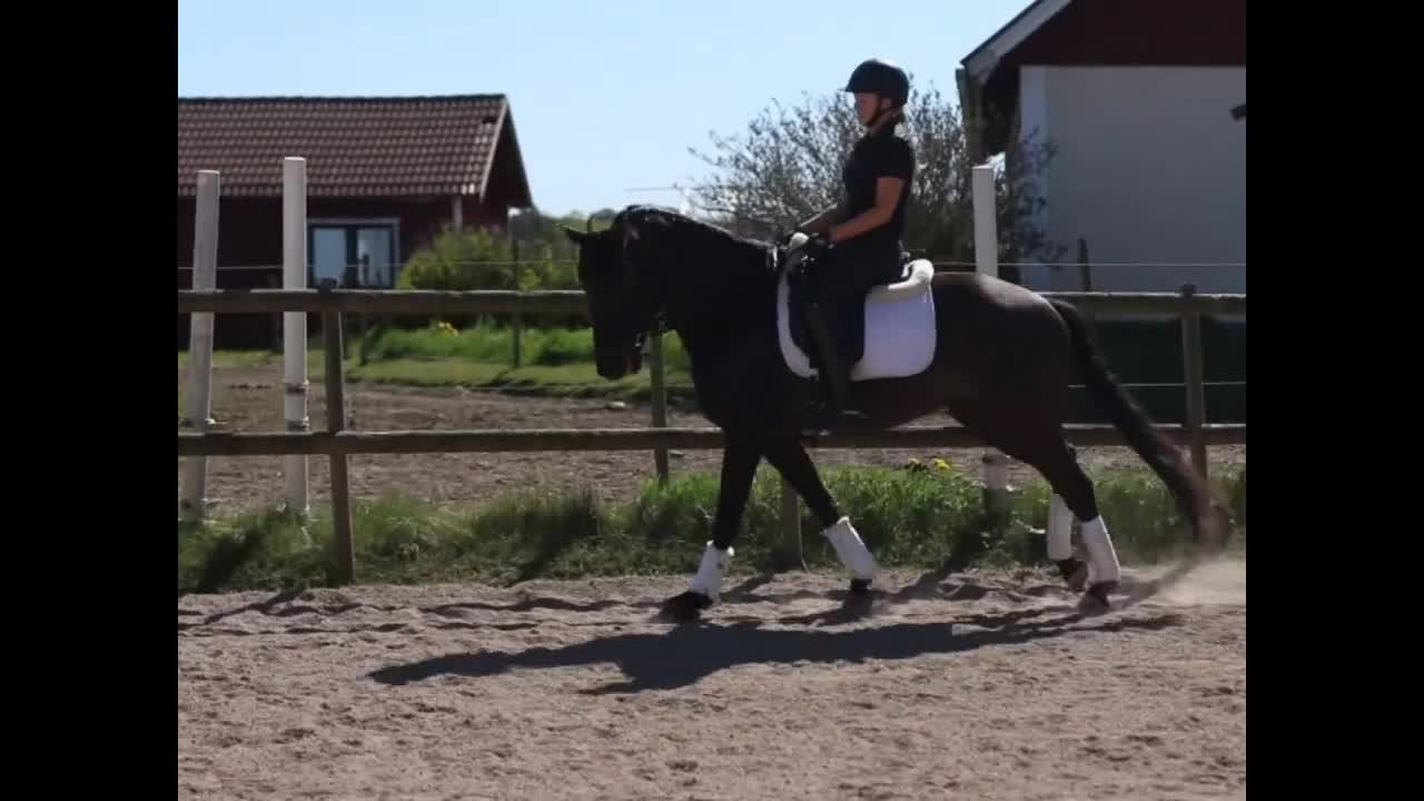 Dressyr hästar till salu: Pre-korsning - Video 1