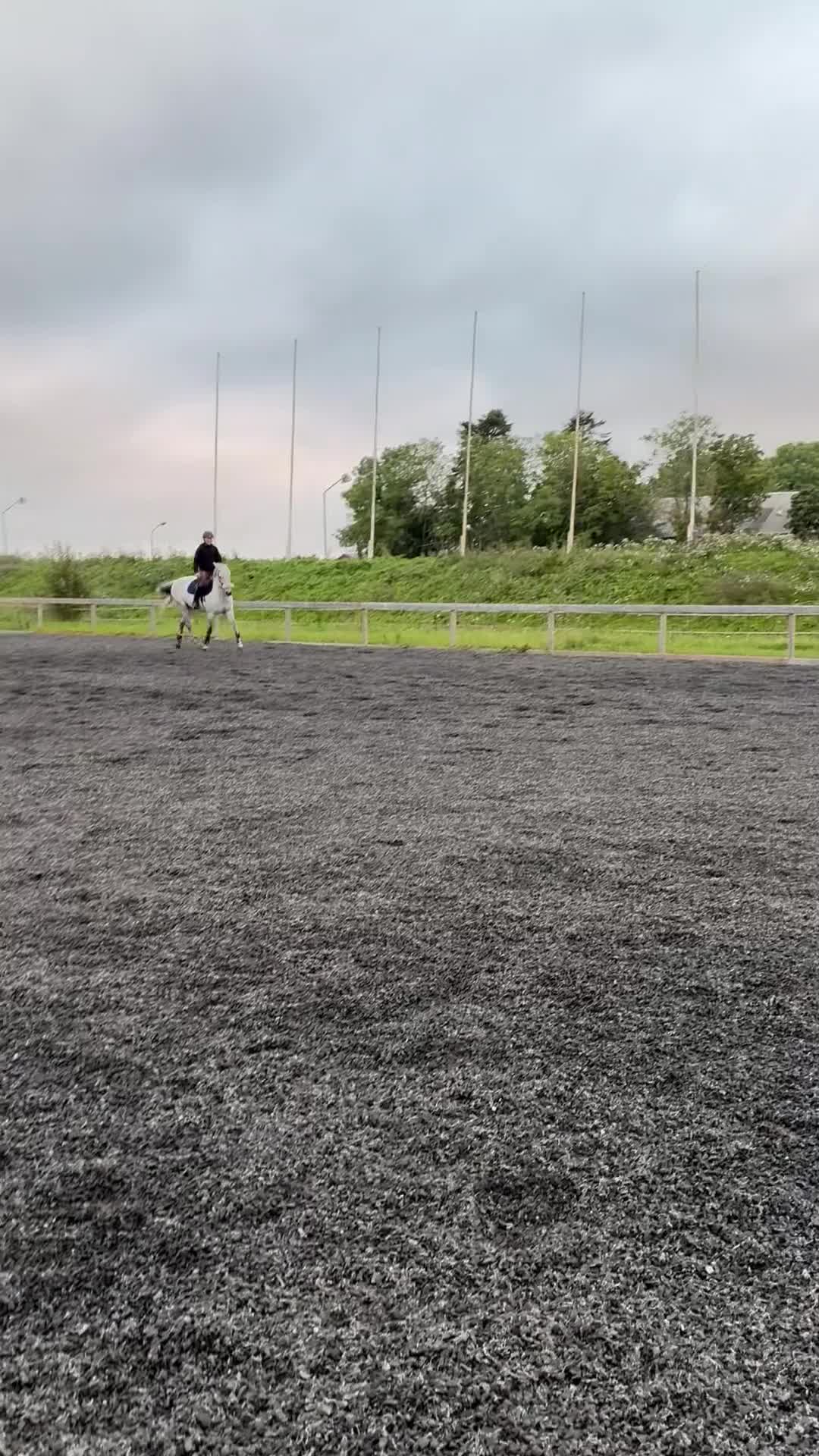 Allround hästar till salu: D-ponny söker sin perfekta ryttare - Video 1