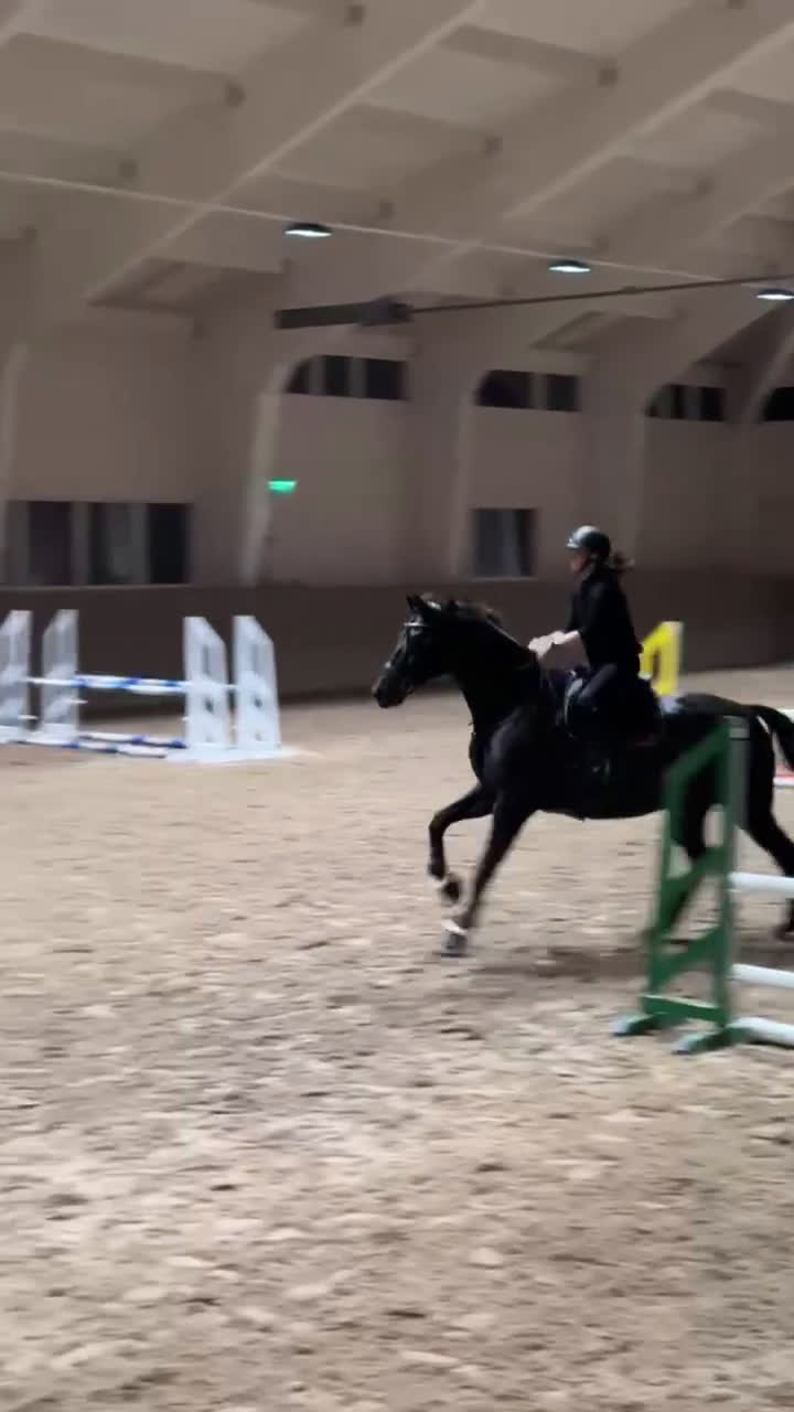 Hoppning hästar till salu: En bästa vän utan begränsningar  i Grisslehamn - Video 1