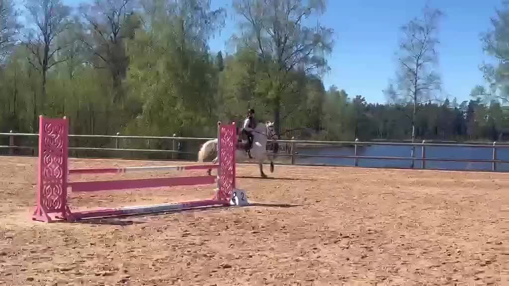 Hoppning hästar till salu: Häftig prisplockare - Video 2