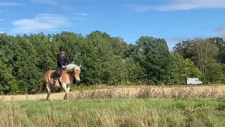 Allround hästar till salu: Världens enklaste unghäst söker sin egna människa - Video 1