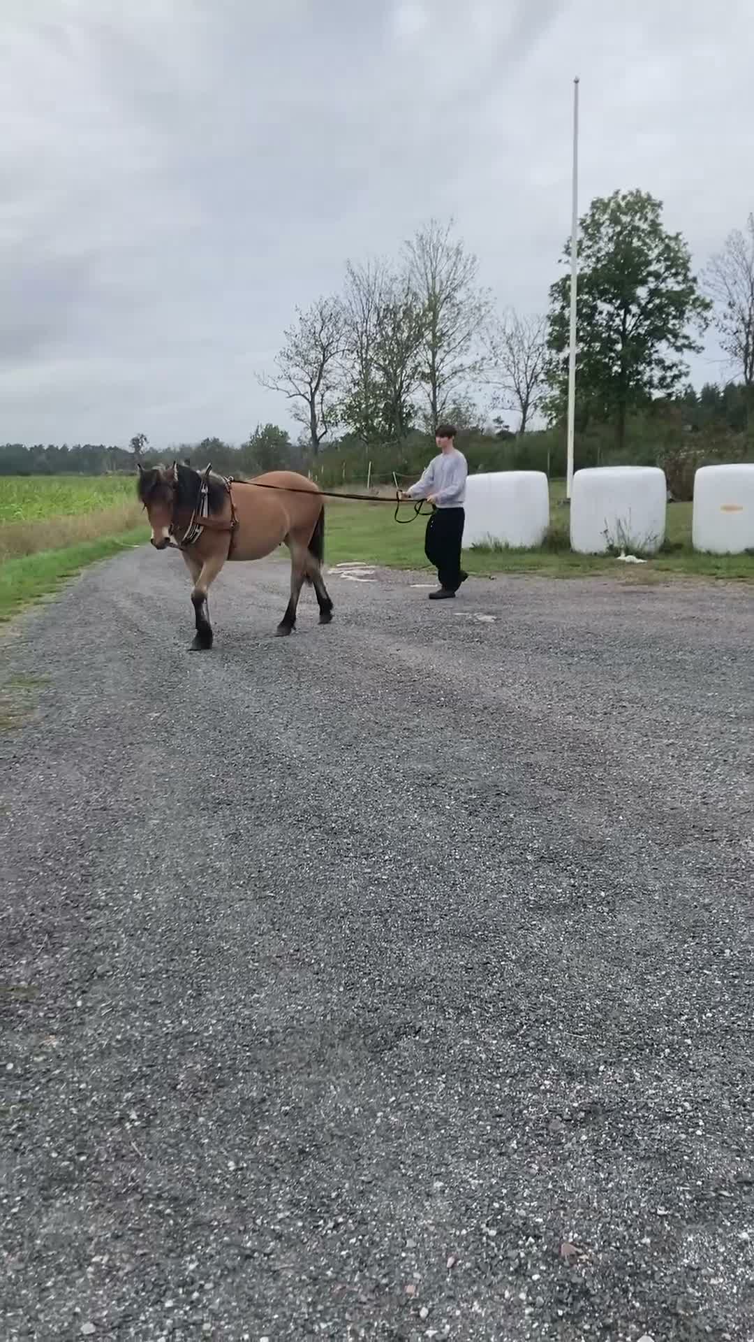 Körning hästar till salu: Brunblack valack i Gamleby - Video 1