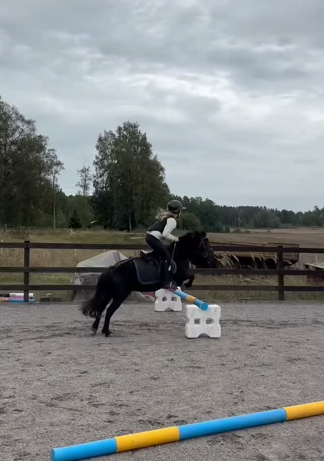 Allround hästar till salu: Världens bästa shettis - Video 1