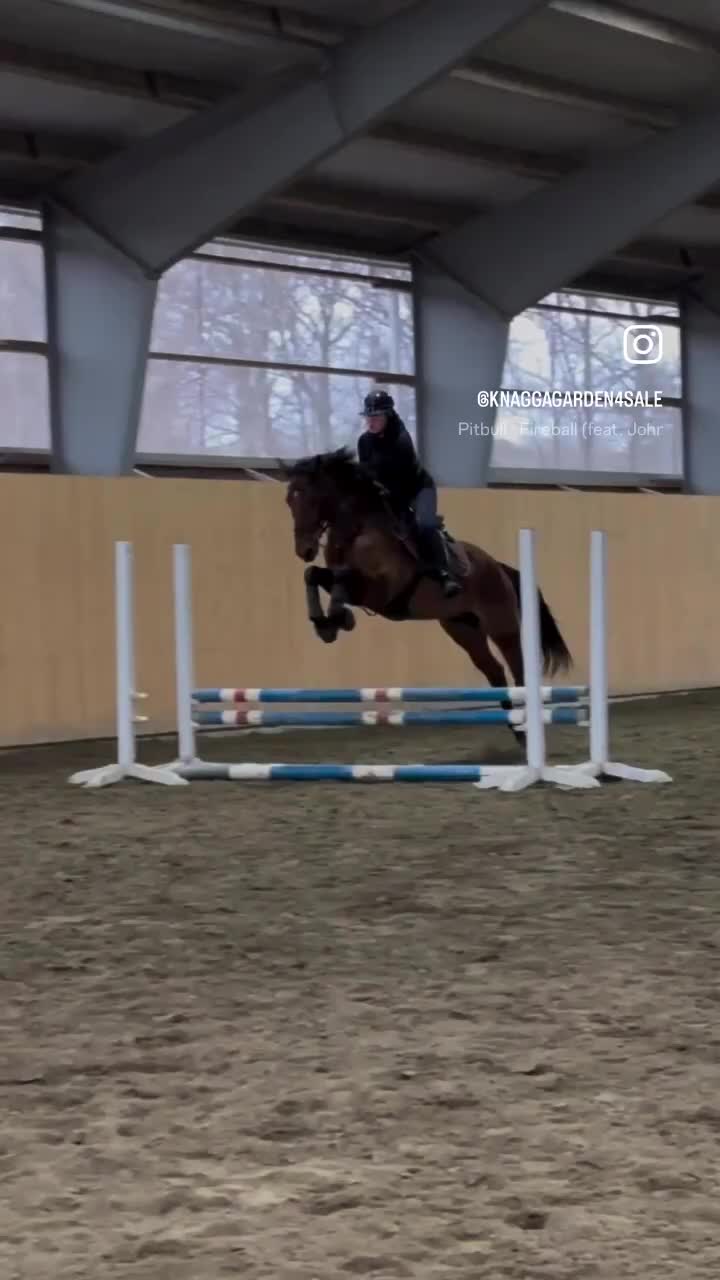 Allround hästar till salu: Junior/Övergångshäst💫 - Video 1