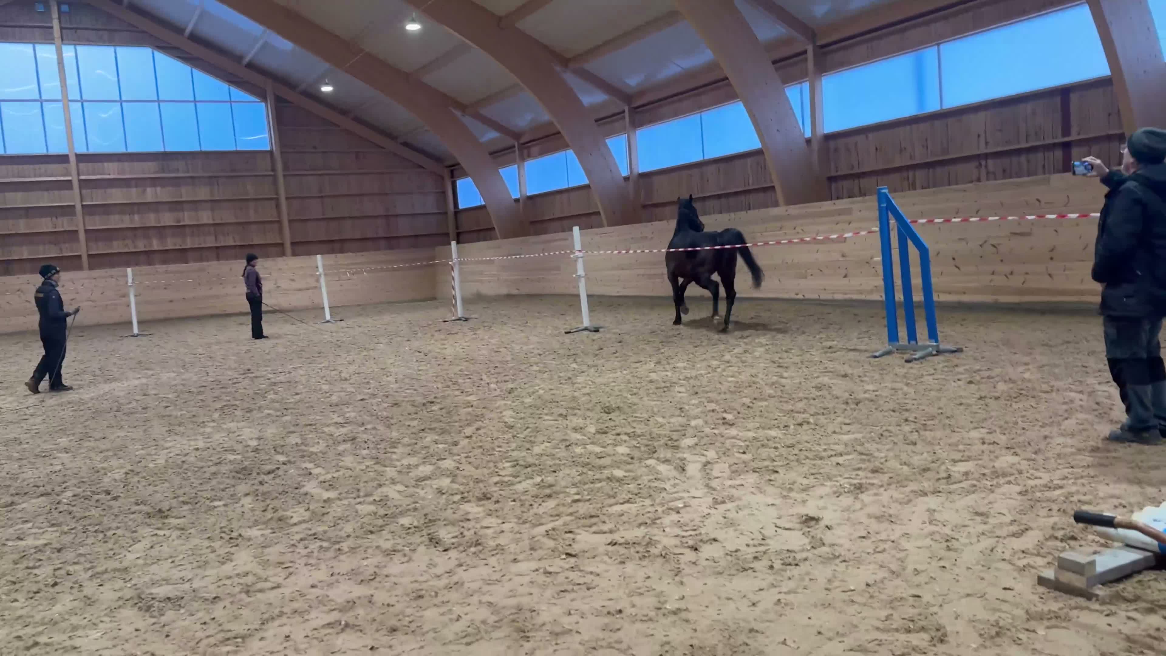Hoppning hästar till salu: Toppstammad 5 åring - Video 3