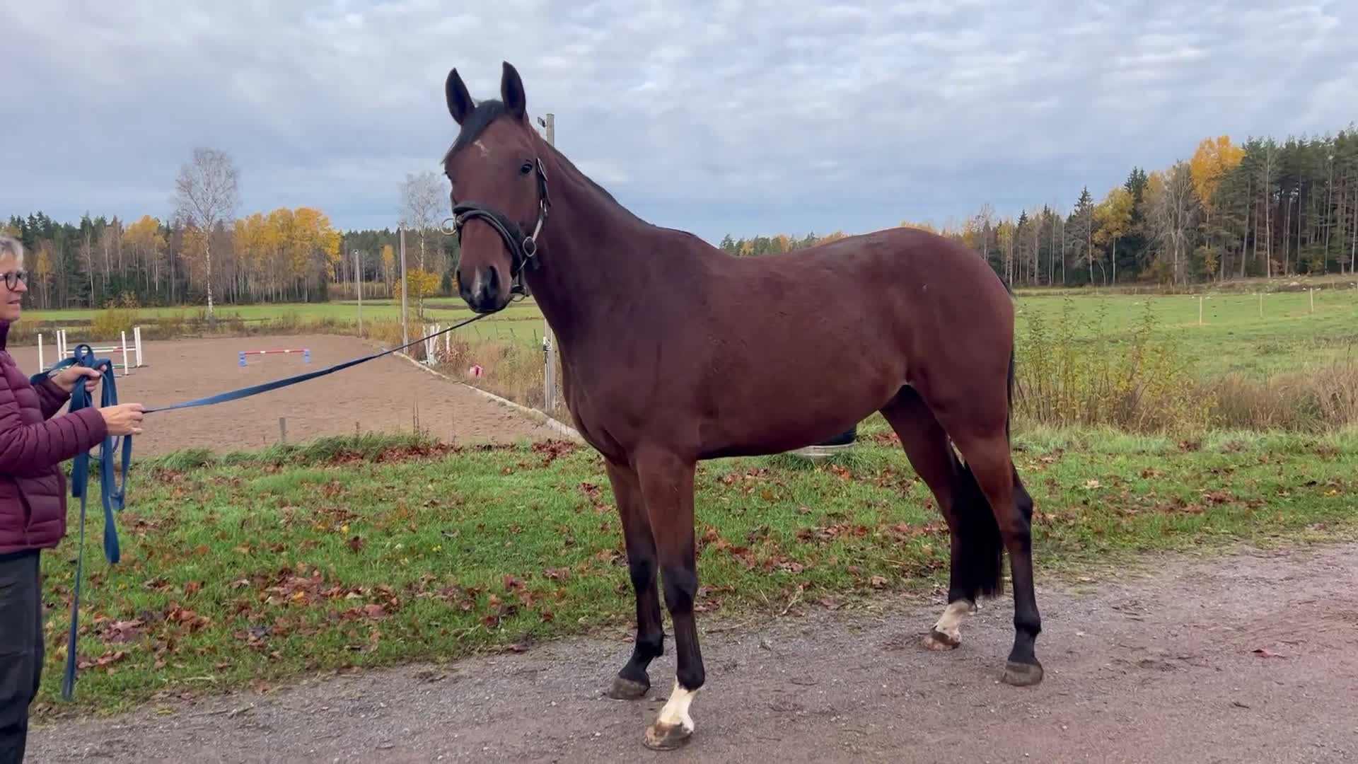 Hoppning hästar till salu:  Formbar valack!  i Eksjö - Video 2