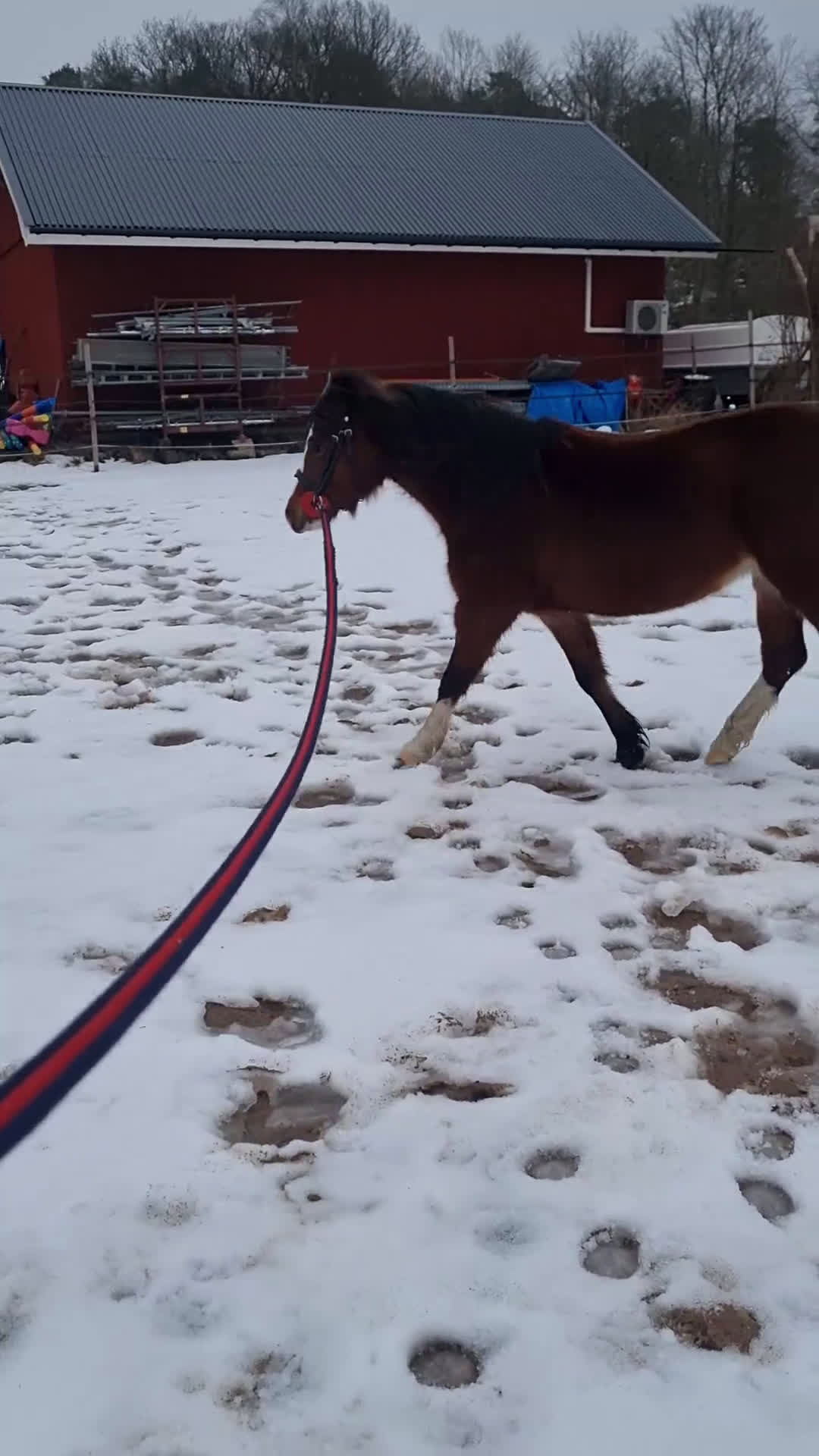 Allround hästar till salu: Welsh Mountain  - Video 2