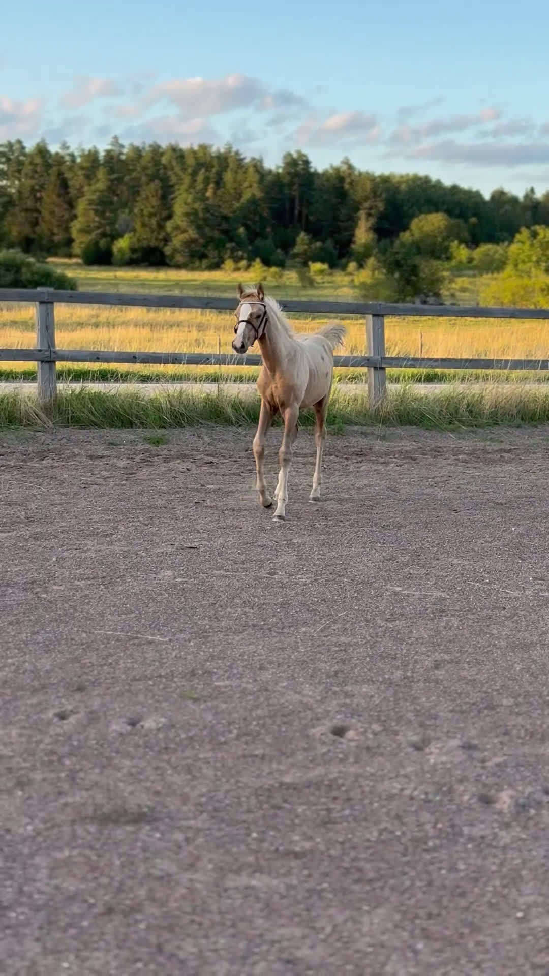 Dressyr hästar till salu: Sockersött sto e Zafferano - Sir Donnerhall  i Märsta - Video 4