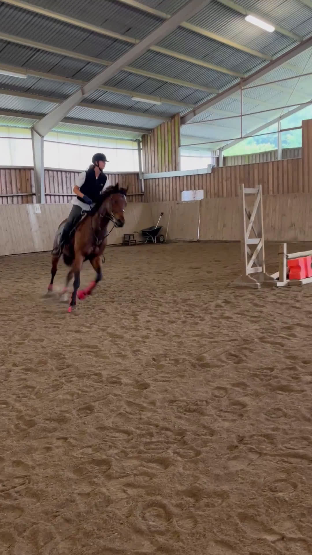 Allround hästar till salu: Världens snällaste sto - Video 1