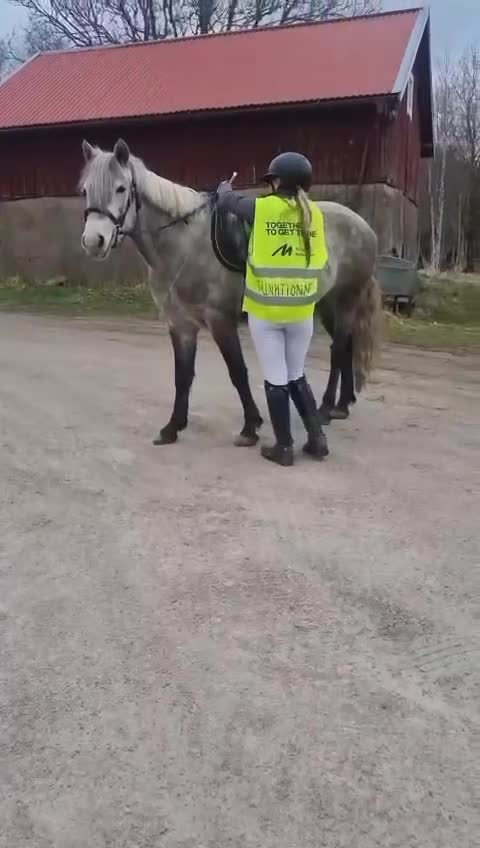 Allround hästar till salu: Sött Svenskfött Connemarasto - Video 4
