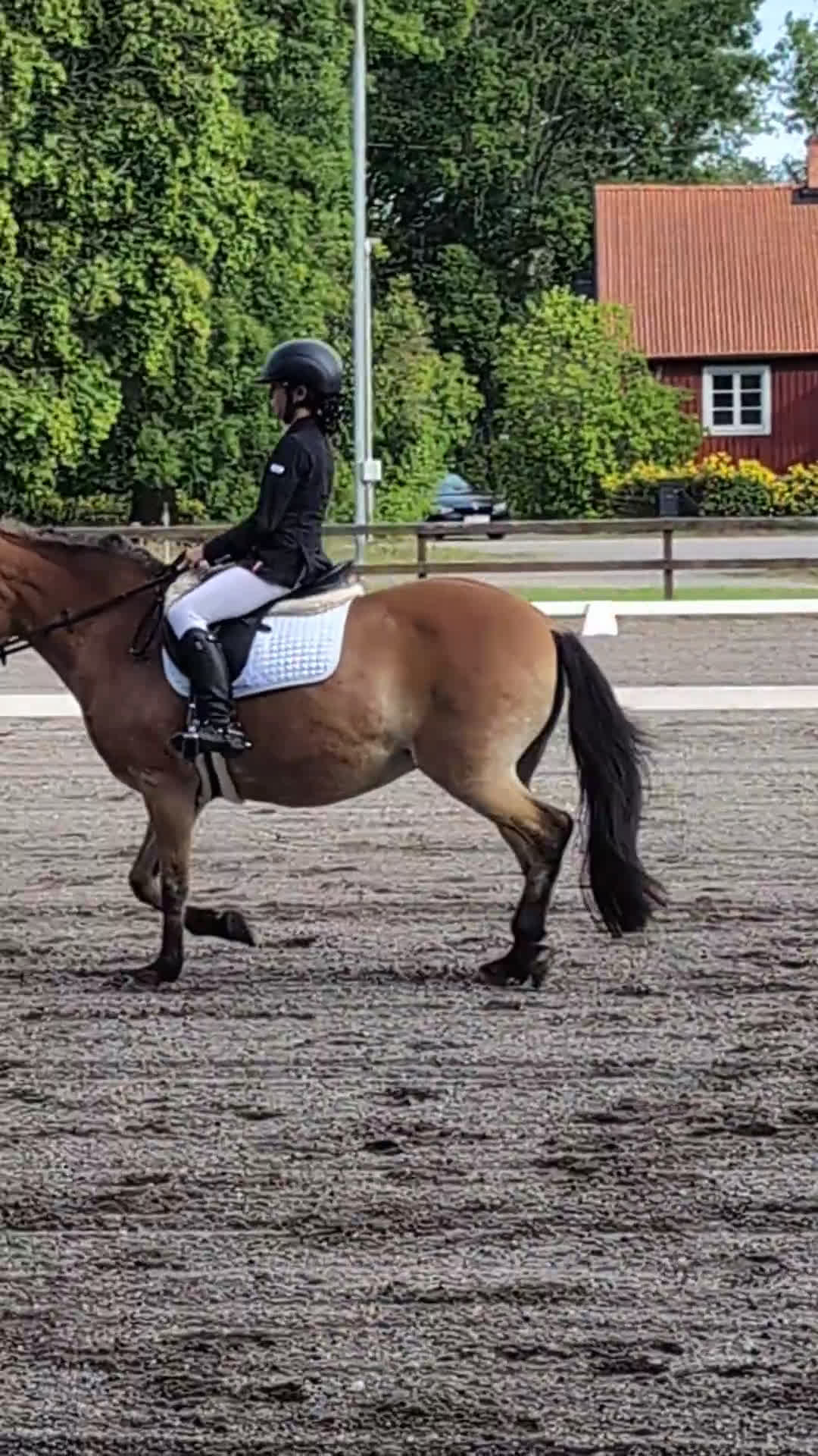 Allround hästar till salu: En ponny UTAN rävar bakom öronen  i Torshälla - Video 3