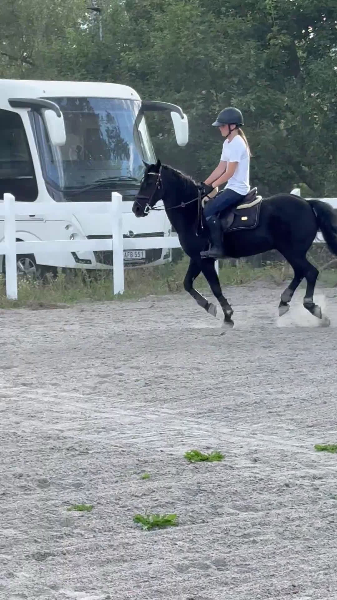 Hoppning hästar till salu: Snäll c-ponny till salu i Bromölla - Video 2
