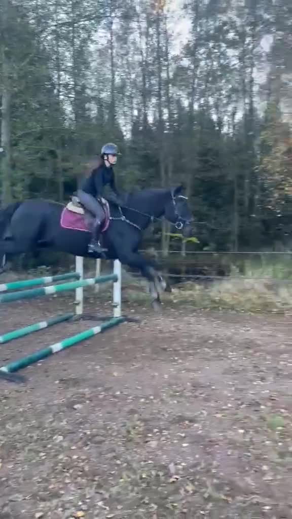 Allround hästar sökes: Mor/dotterhäst sökes  - Video 2
