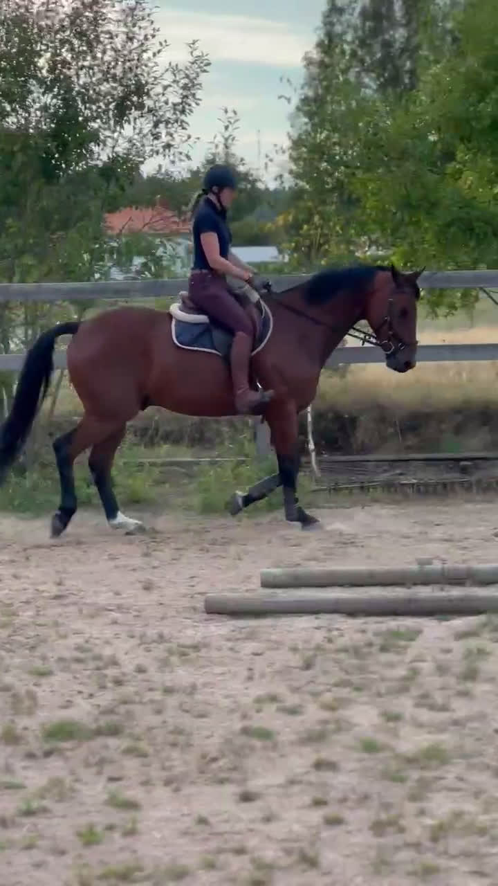 Hoppning hästar till salu: SWB valack söker ryttare i Skövde - Video 2