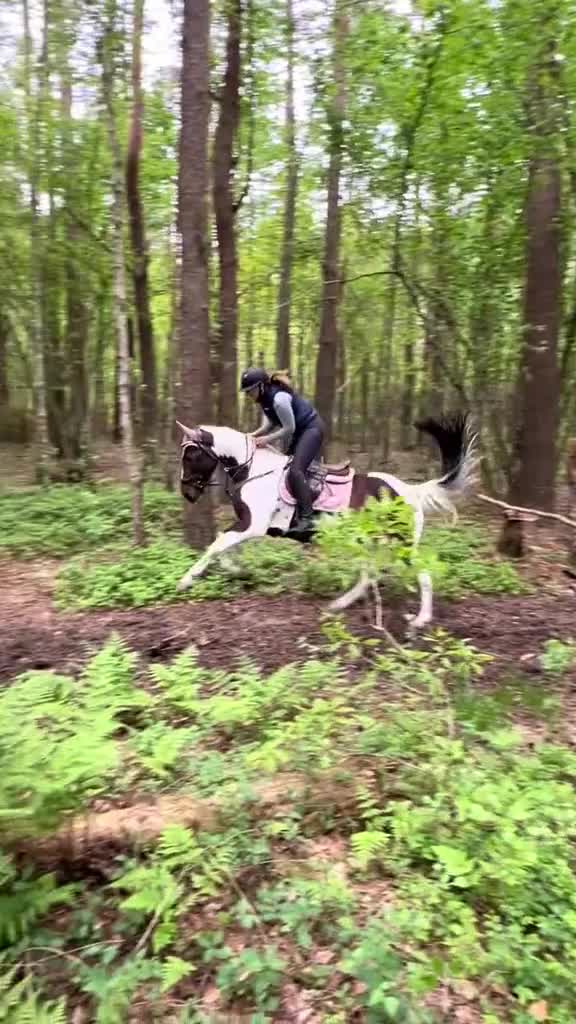 Allround hästar till salu: Charmig valack❤️ - Video 2
