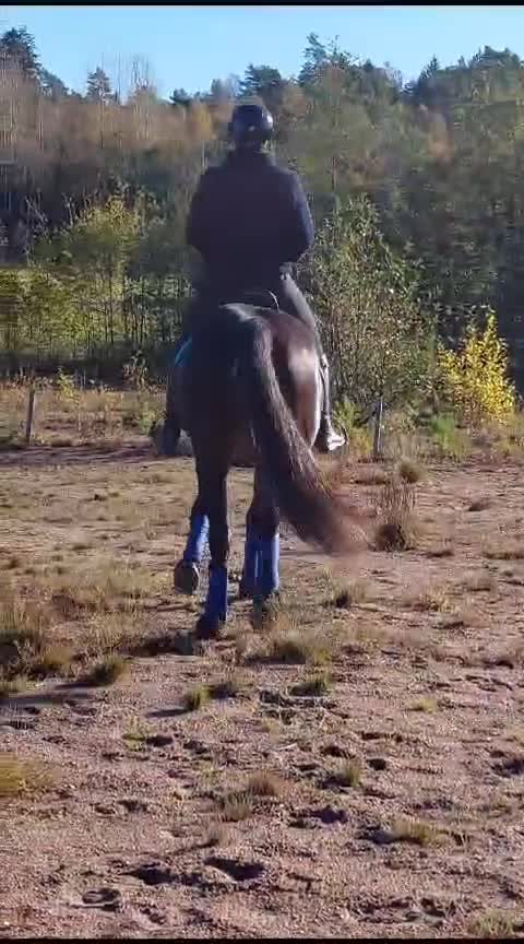 Allround hästar till salu:  Rätt Hem sökes - Video 4