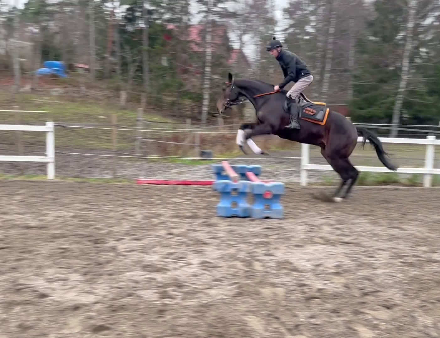 Allround hästar till salu: Högrest fullblod med stor potential i Bro - Video 3